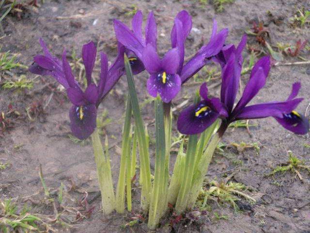 iris reticulata